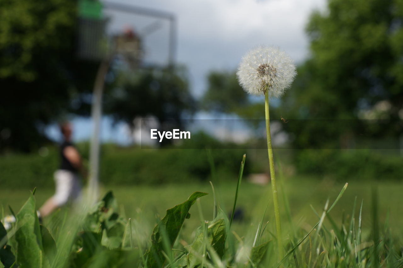 CLOSE-UP OF DANDELION FLOWER GROWING ON FIELD