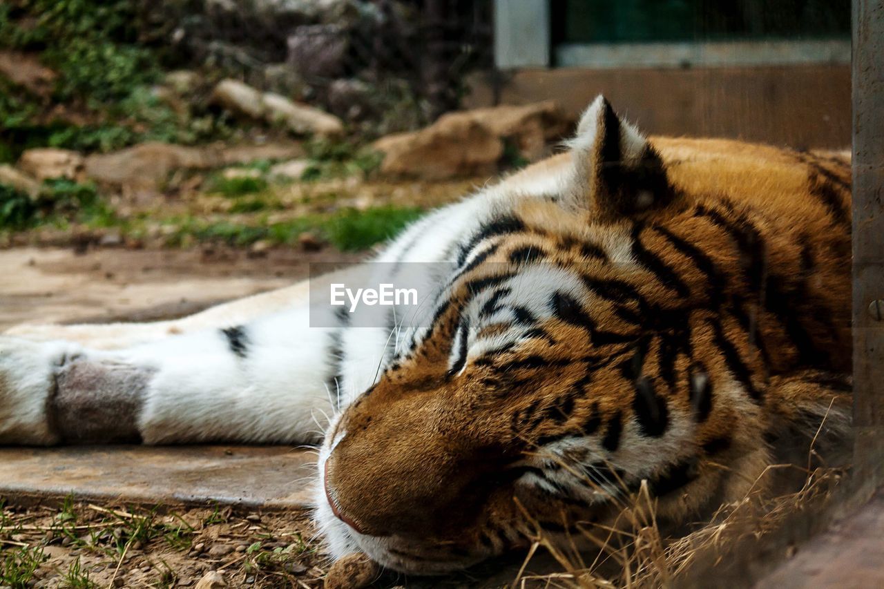 VIEW OF CAT RESTING IN ZOO