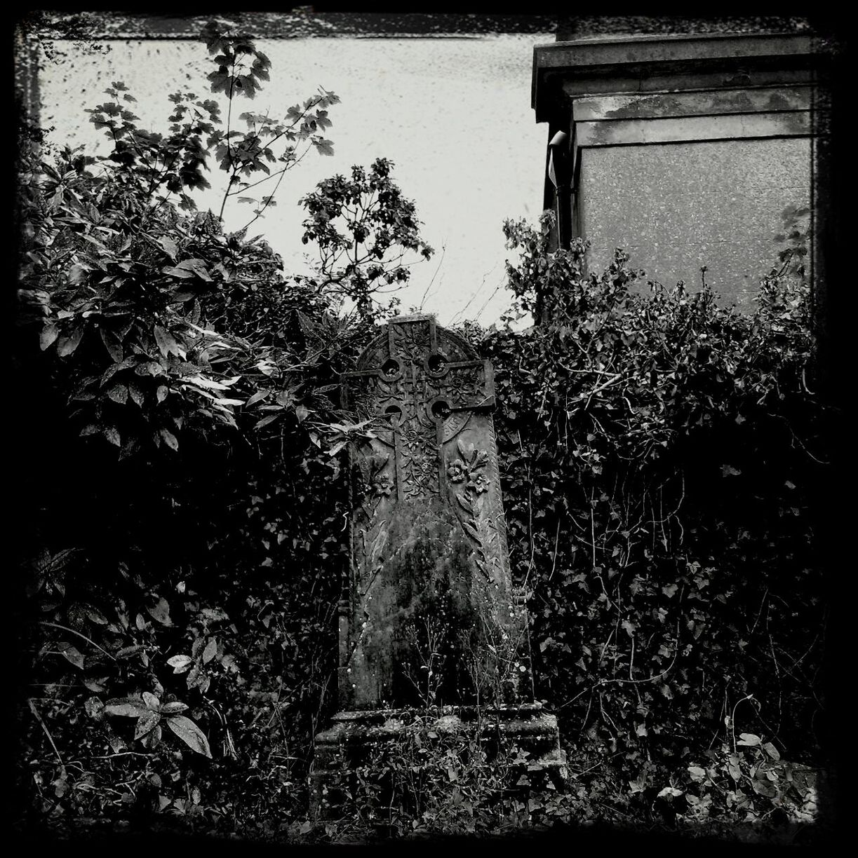 Plants growing on old tombstone at cemetery