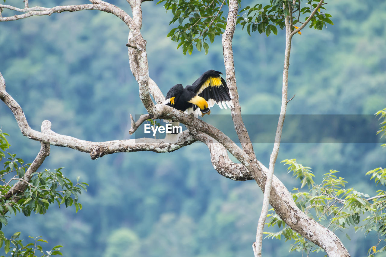 CLOSE-UP OF BIRD PERCHING ON TREE AGAINST SKY