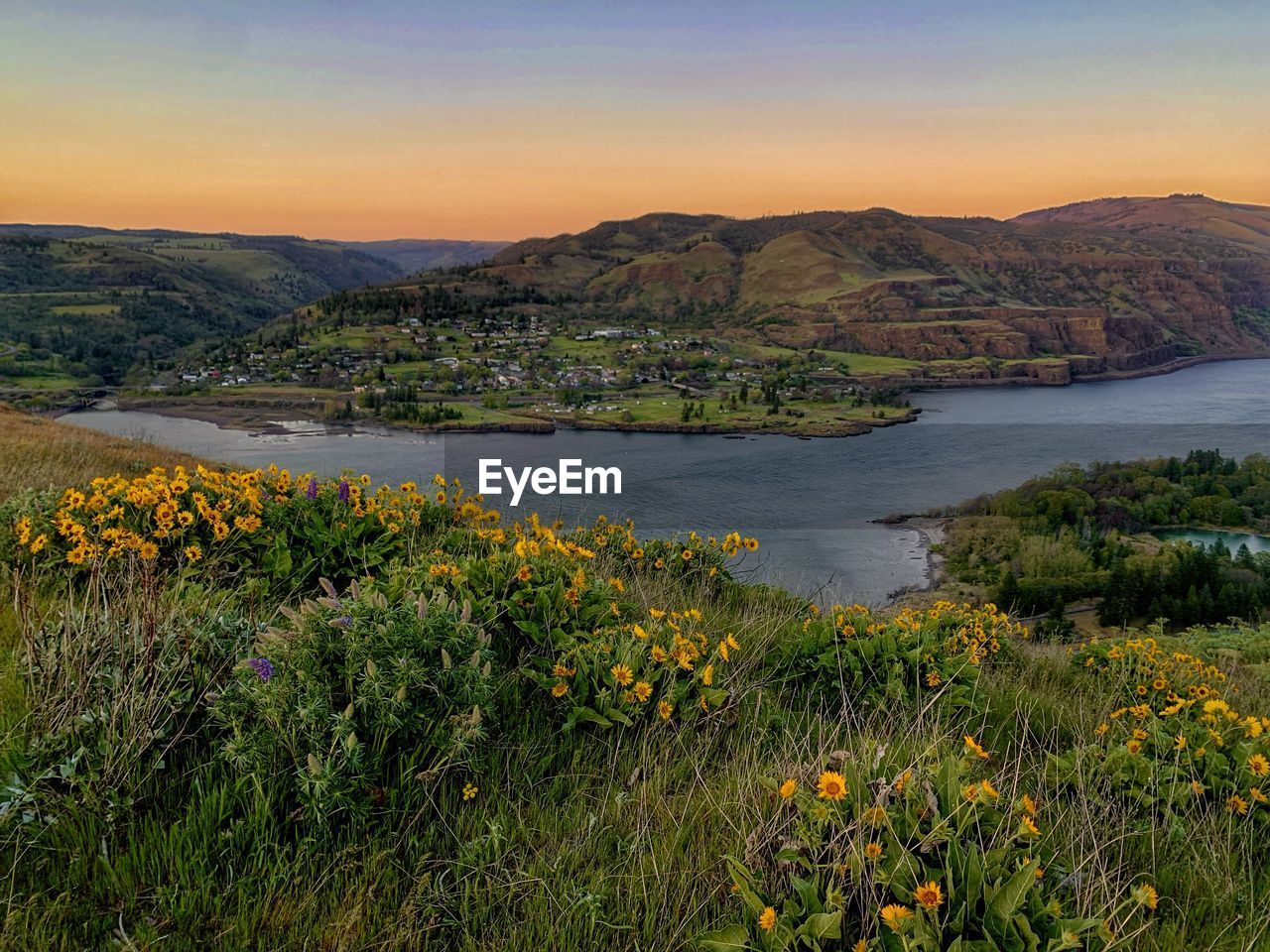 Beautiful landscape of wildflowers at sunset, rowena crest state park, oregon, columbia river gorge