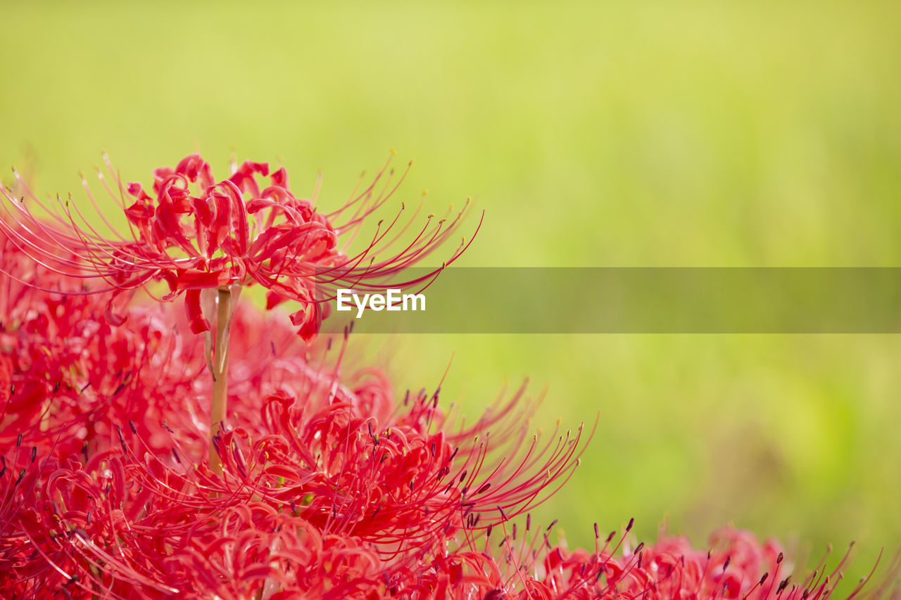 plant, flower, beauty in nature, flowering plant, nature, freshness, red, close-up, macro photography, petal, fragility, growth, flower head, no people, inflorescence, outdoors, blossom, focus on foreground, macro, springtime, environment, vibrant color, selective focus, wildflower, summer, green, extreme close-up, pink, day, leaf