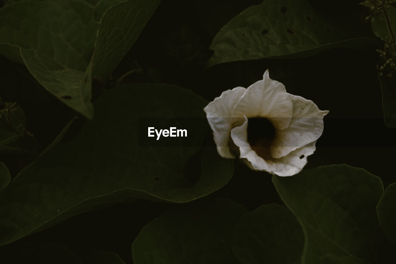 CLOSE-UP OF WHITE ROSE ON LEAF