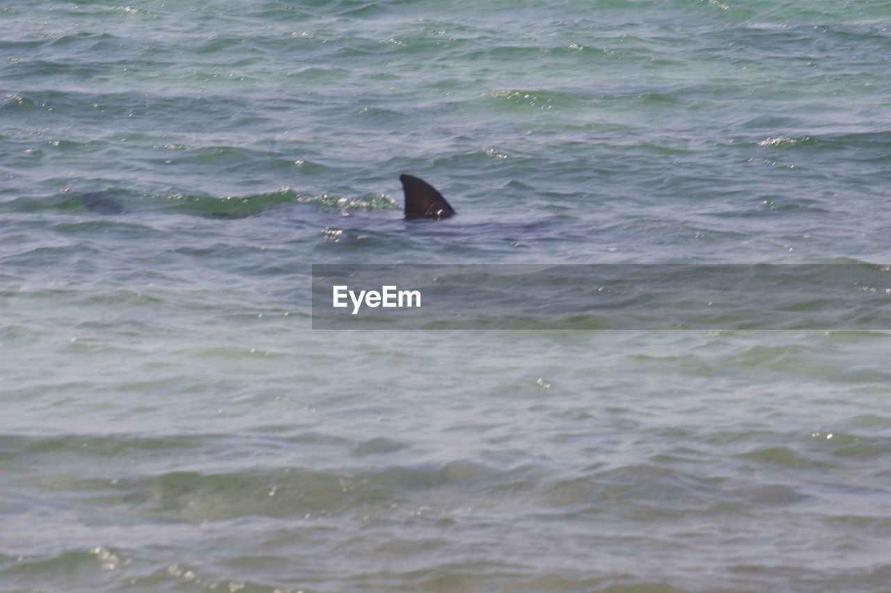 VIEW OF FISHES SWIMMING IN SEA