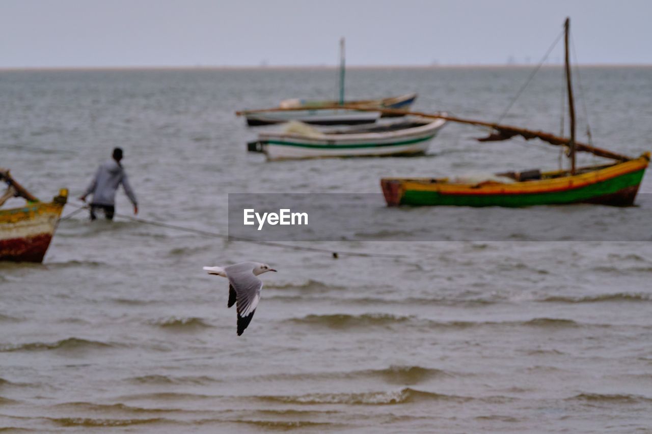 SEAGULLS ON SHORE