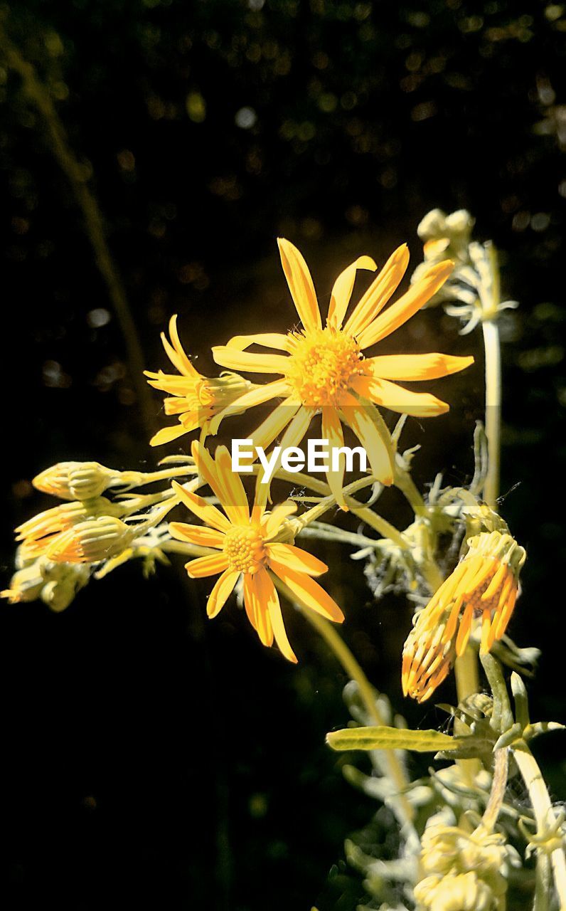 CLOSE-UP OF YELLOW FLOWERS BLOOMING