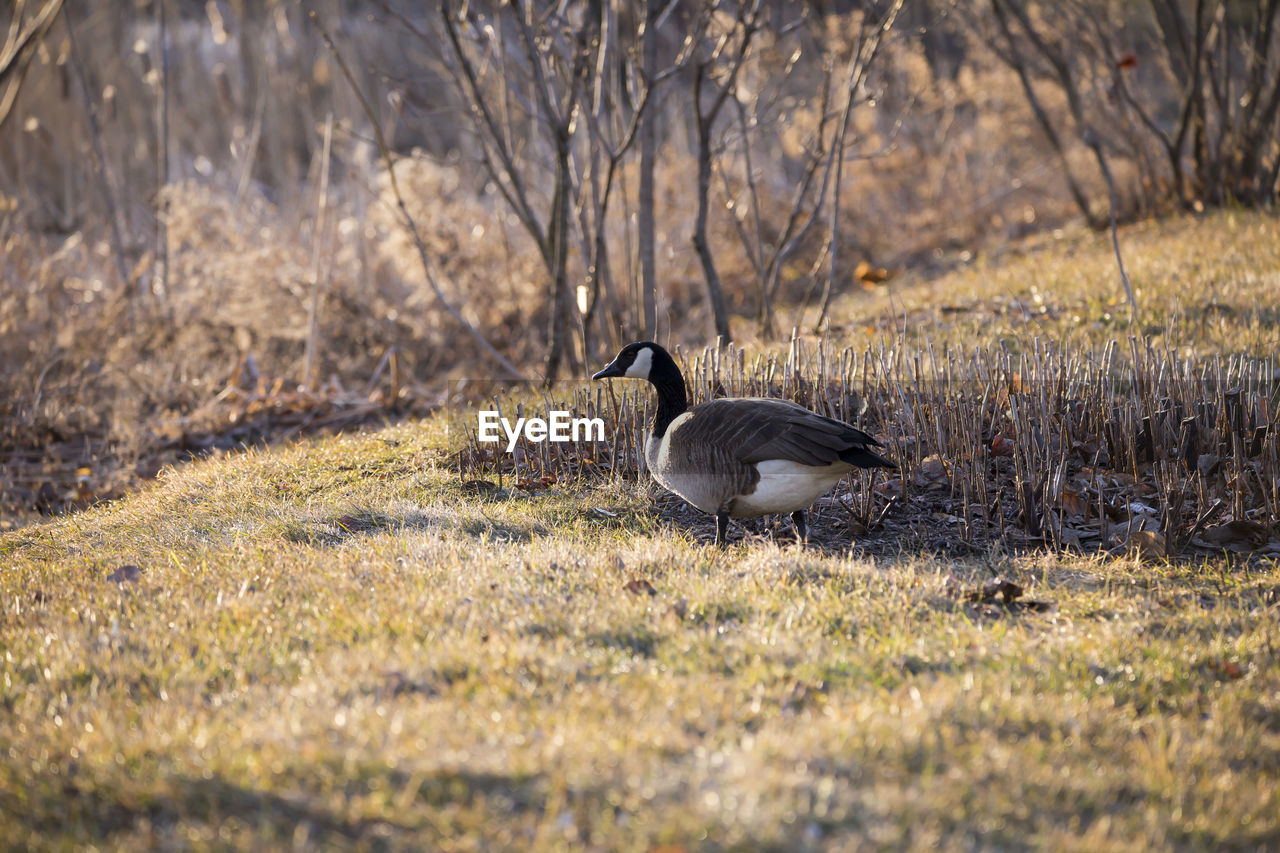 Canada goose seen in profile walking on lawn during a spring golden hour morning