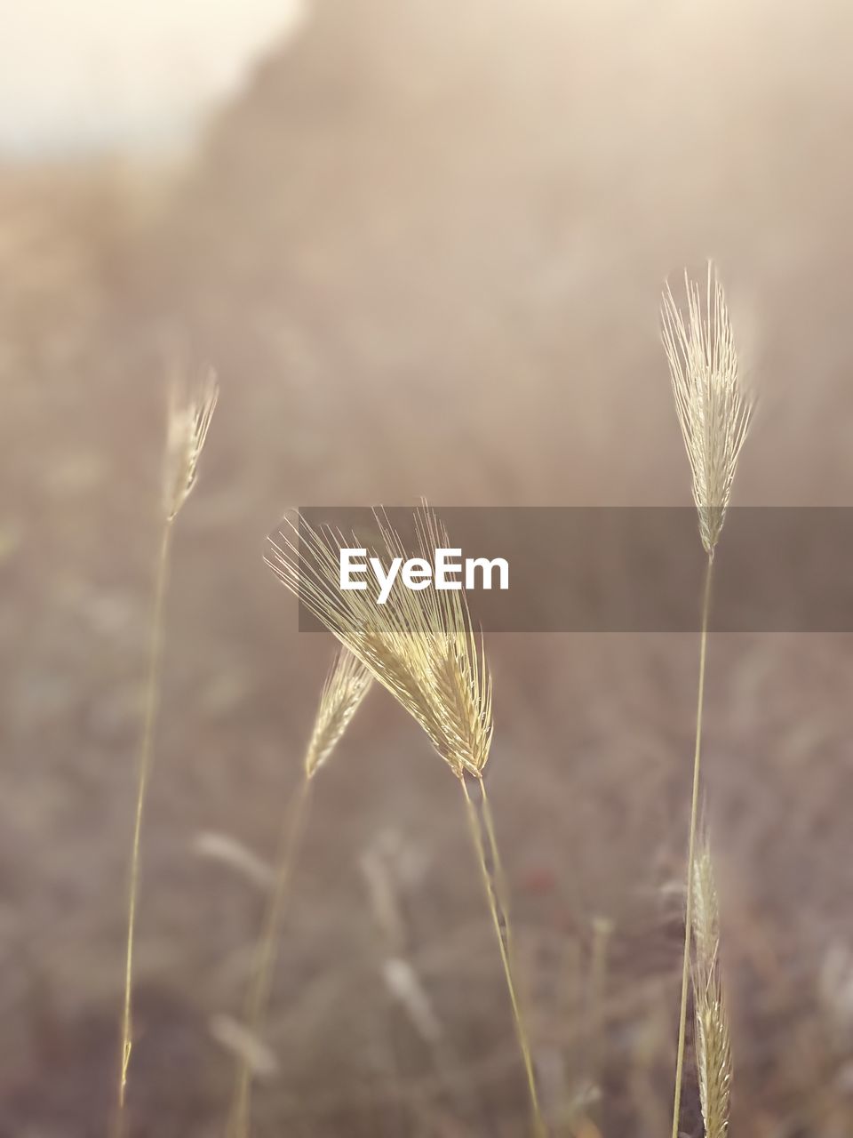plant, nature, cereal plant, grass, close-up, field, growth, agriculture, crop, land, rural scene, beauty in nature, focus on foreground, landscape, no people, wheat, prairie, plant stem, tranquility, summer, flower, outdoors, macro photography, barley, sunlight, selective focus, environment, freshness, day, leaf, food, seed, farm, sky, dry, food and drink, meadow, copy space, plain