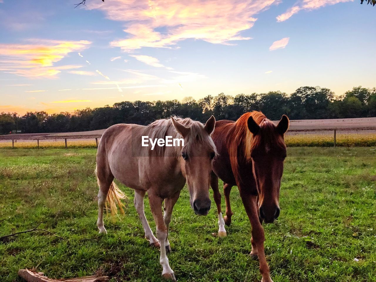 HORSES STANDING IN FIELD AGAINST SKY