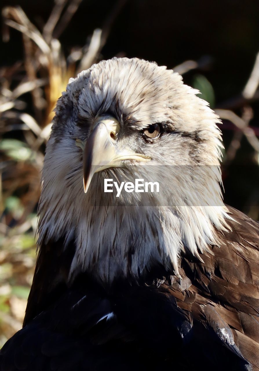 Close-up portrait of eagle