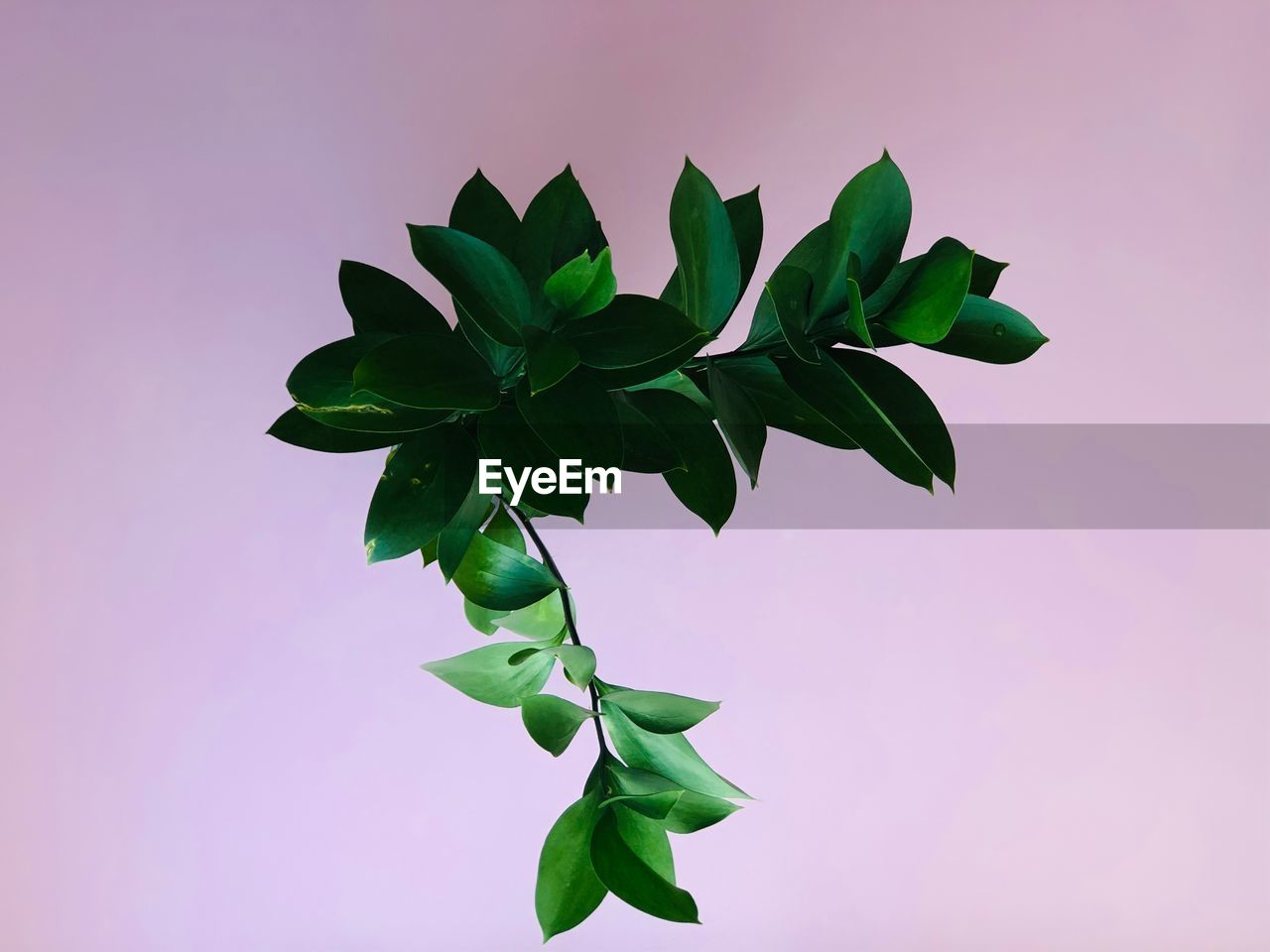 Close-up of green leaves on plant