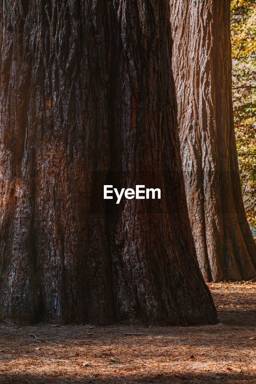 VIEW OF TREE TRUNKS