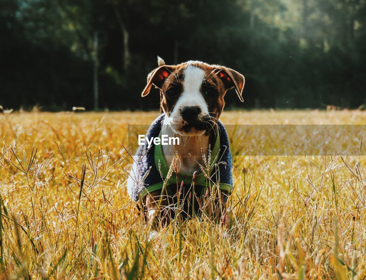 Portrait of dog standing on grass