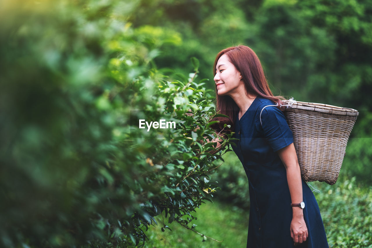 A beautiful asian woman picking tea leaf in a highland tea plantation