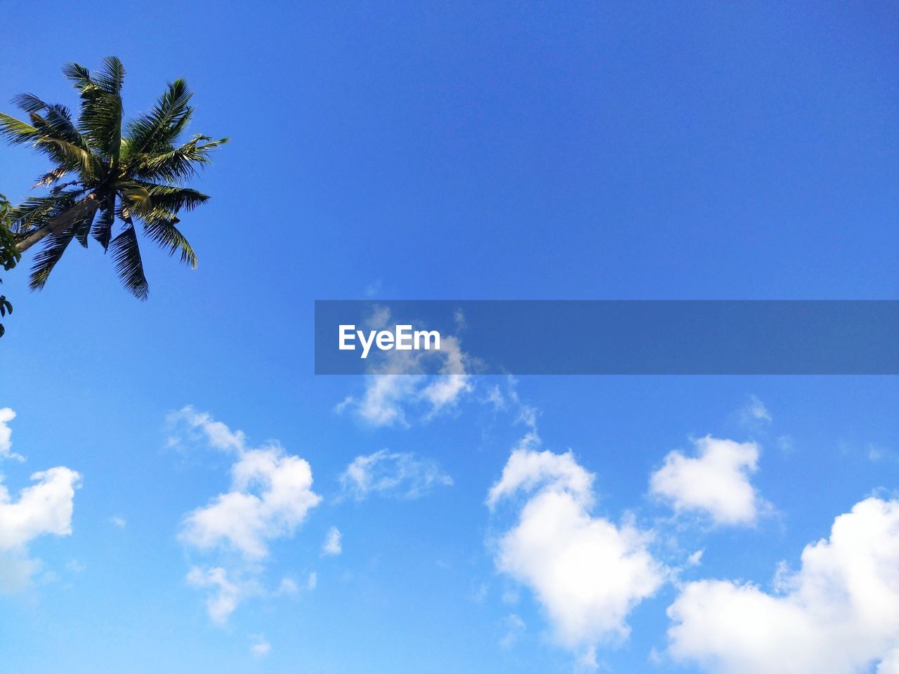 LOW ANGLE VIEW OF PALM TREE AGAINST BLUE SKY