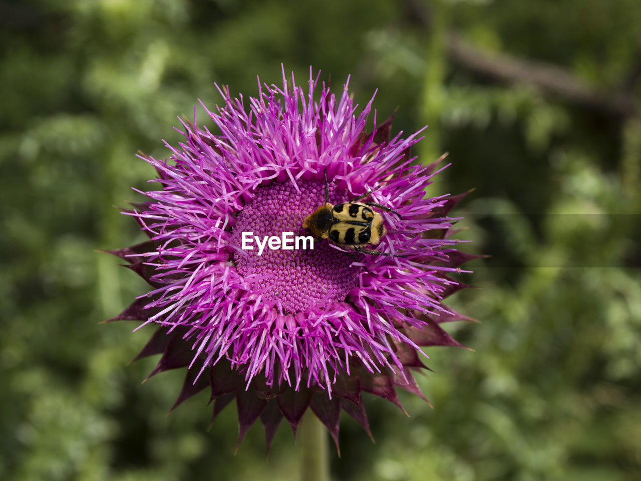 CLOSE-UP OF BEE POLLINATING FLOWER