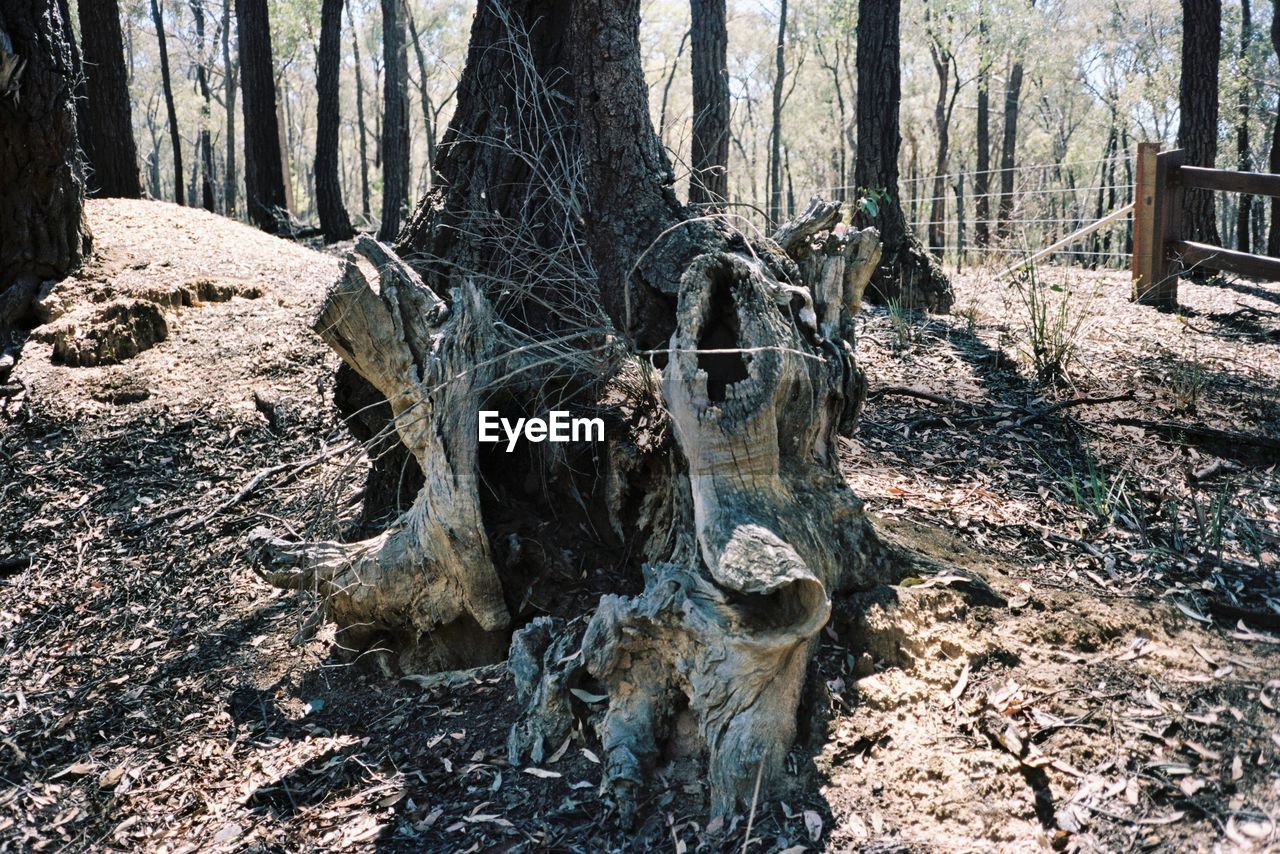 CLOSE-UP OF TREE TRUNKS IN FIELD