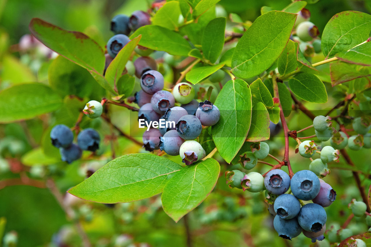 Nothern blueberry bush with ripening blueberries