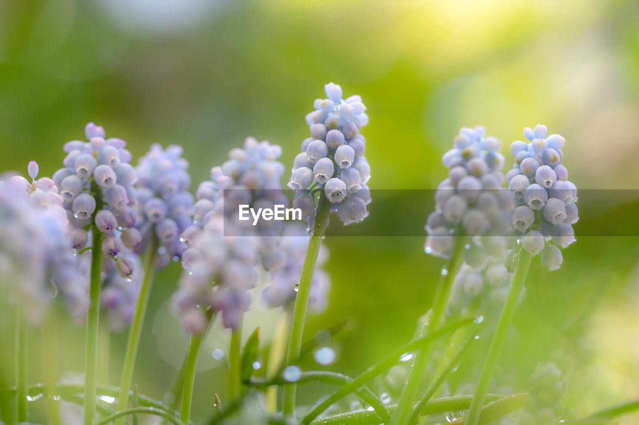 Close-up of purple flowering plant