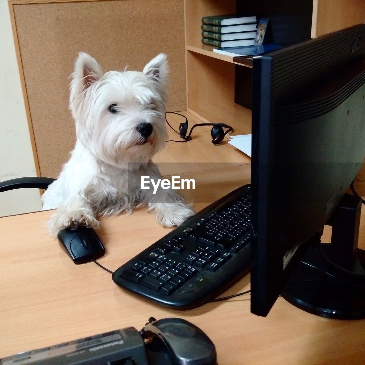 Dog using computer at office