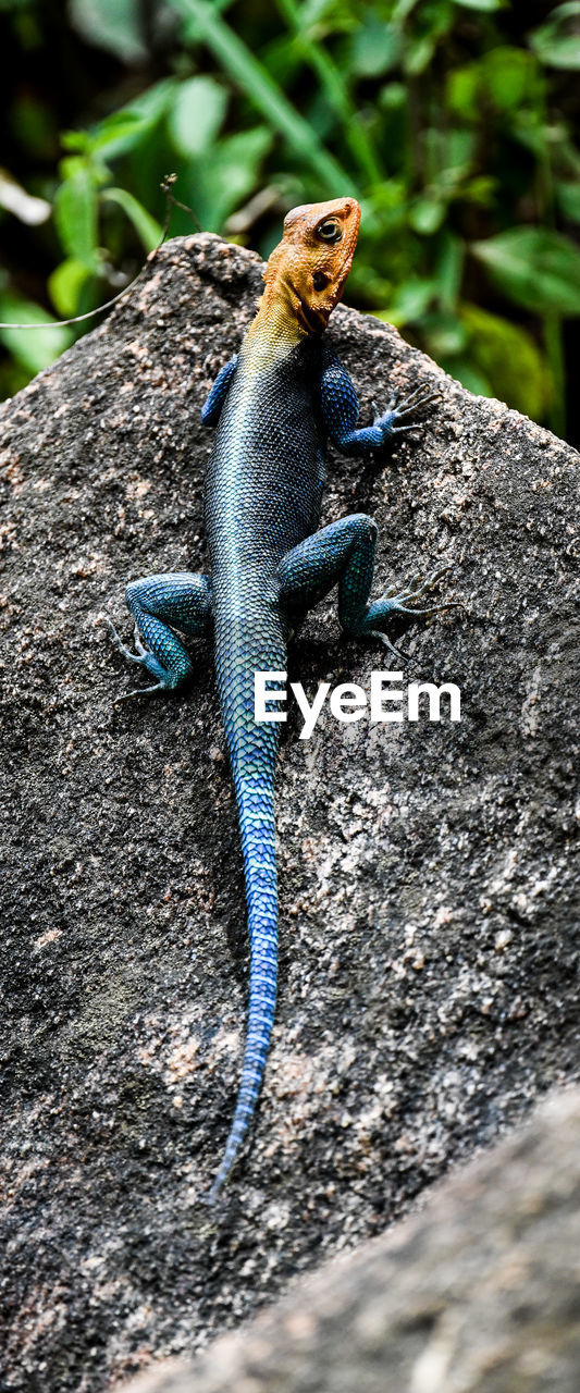 CLOSE-UP OF LIZARD IN ROCK