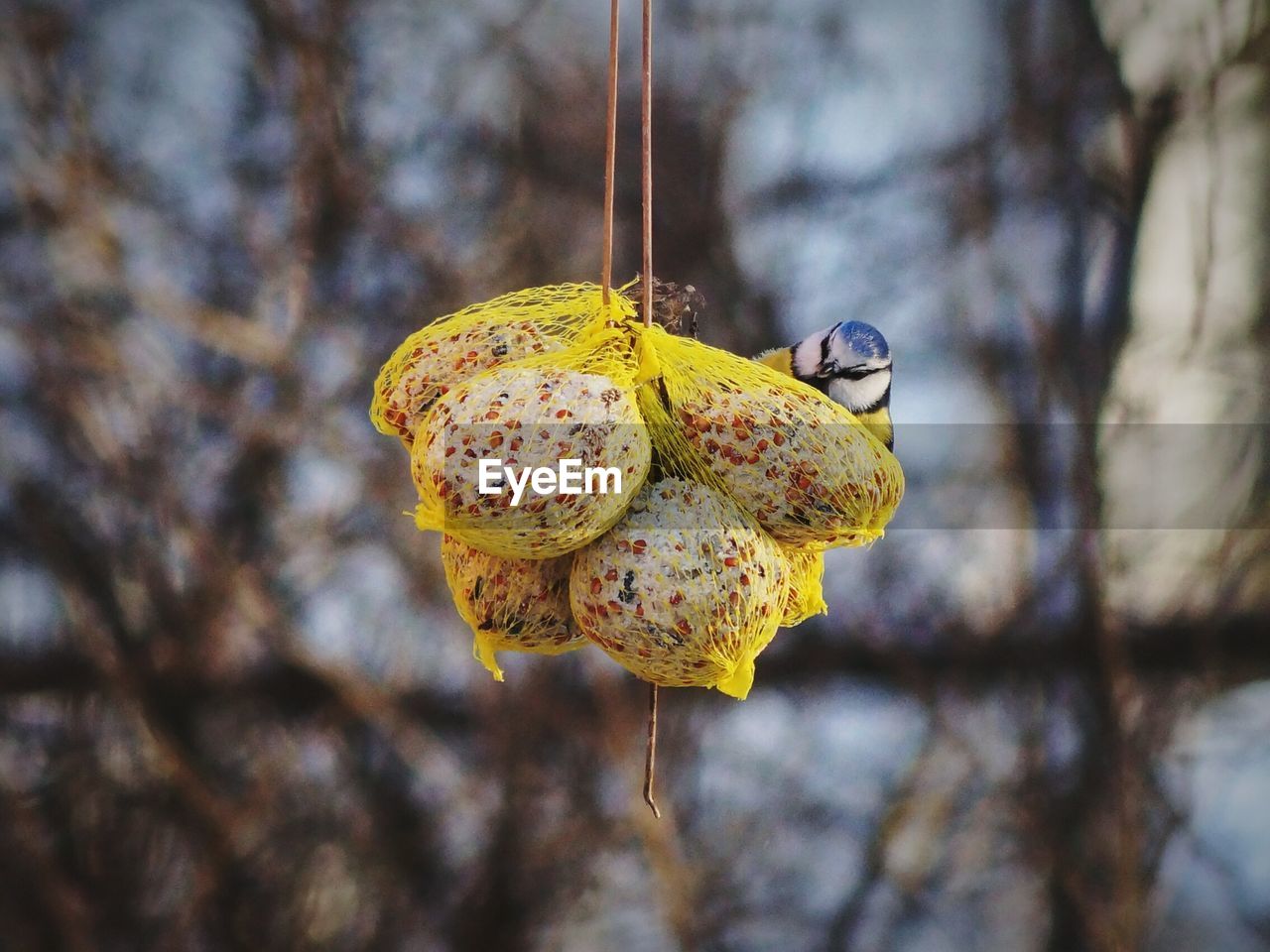 Close-up of bird feeder outdoors