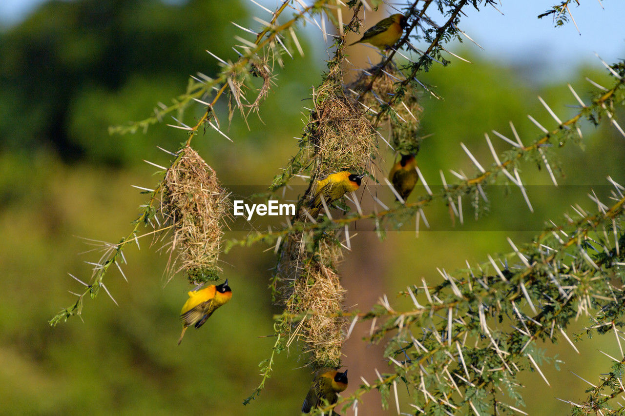 low angle view of bird perching on twig