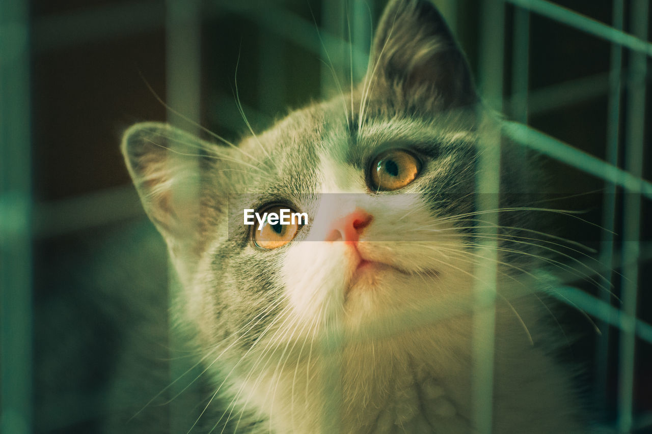 Close-up portrait of a cat looking away