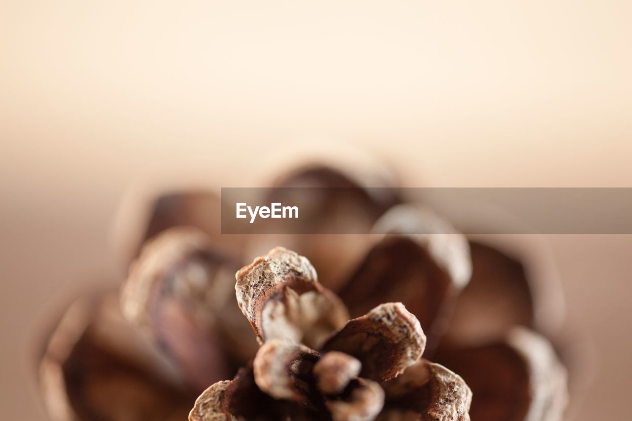 CLOSE-UP OF COFFEE BEANS AND TABLE