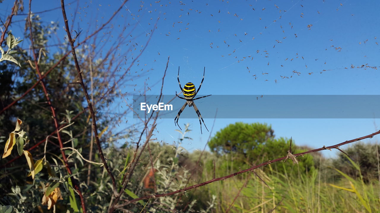 LOW ANGLE VIEW OF BIRD ON BRANCH