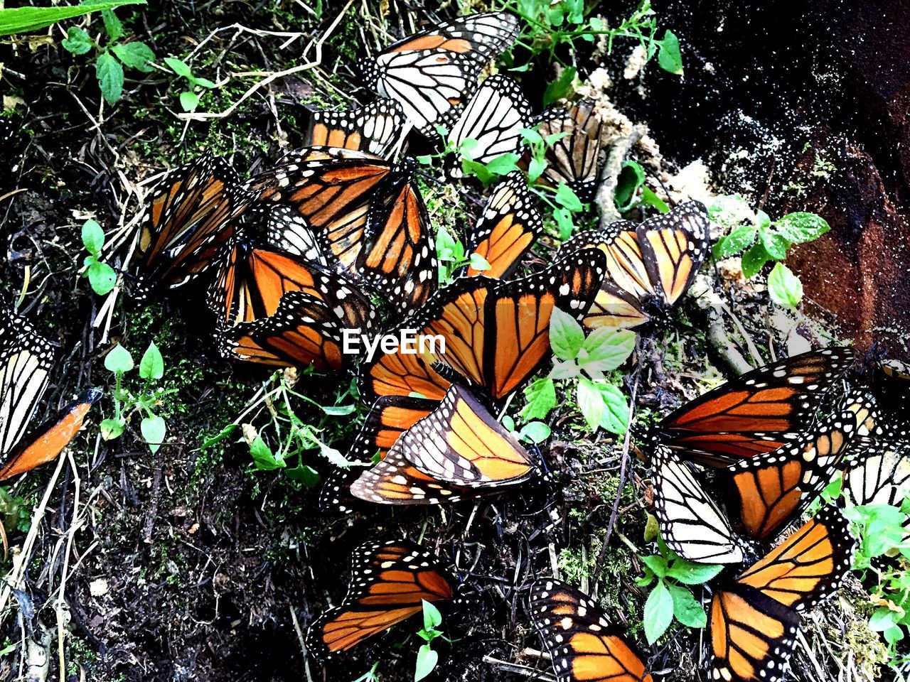 High angle view of monarch butterflies on tree