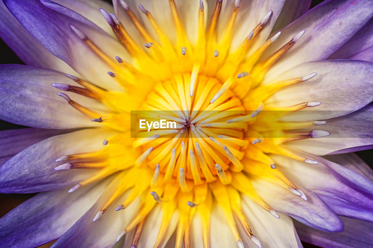 CLOSE-UP OF YELLOW FLOWER