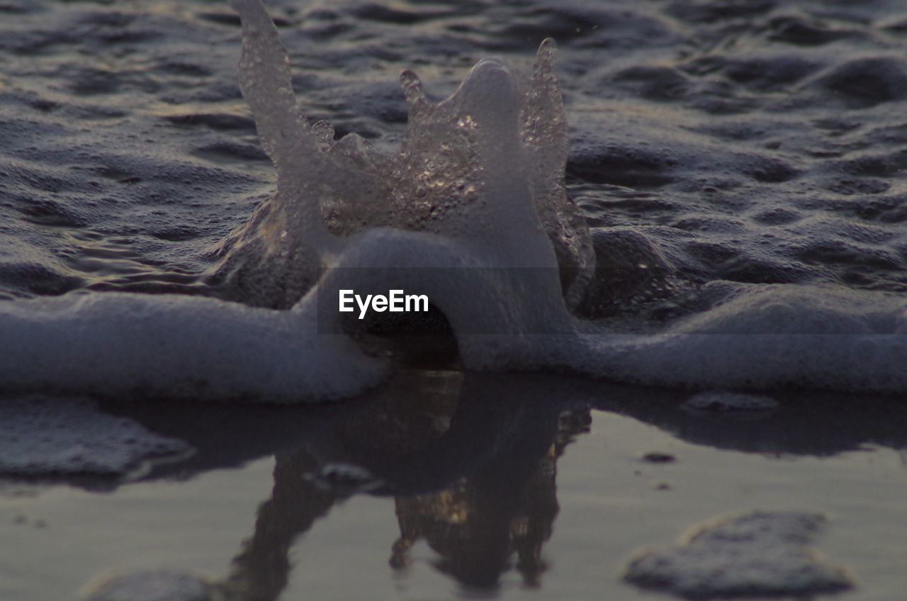 CLOSE-UP OF TURTLE IN LAKE