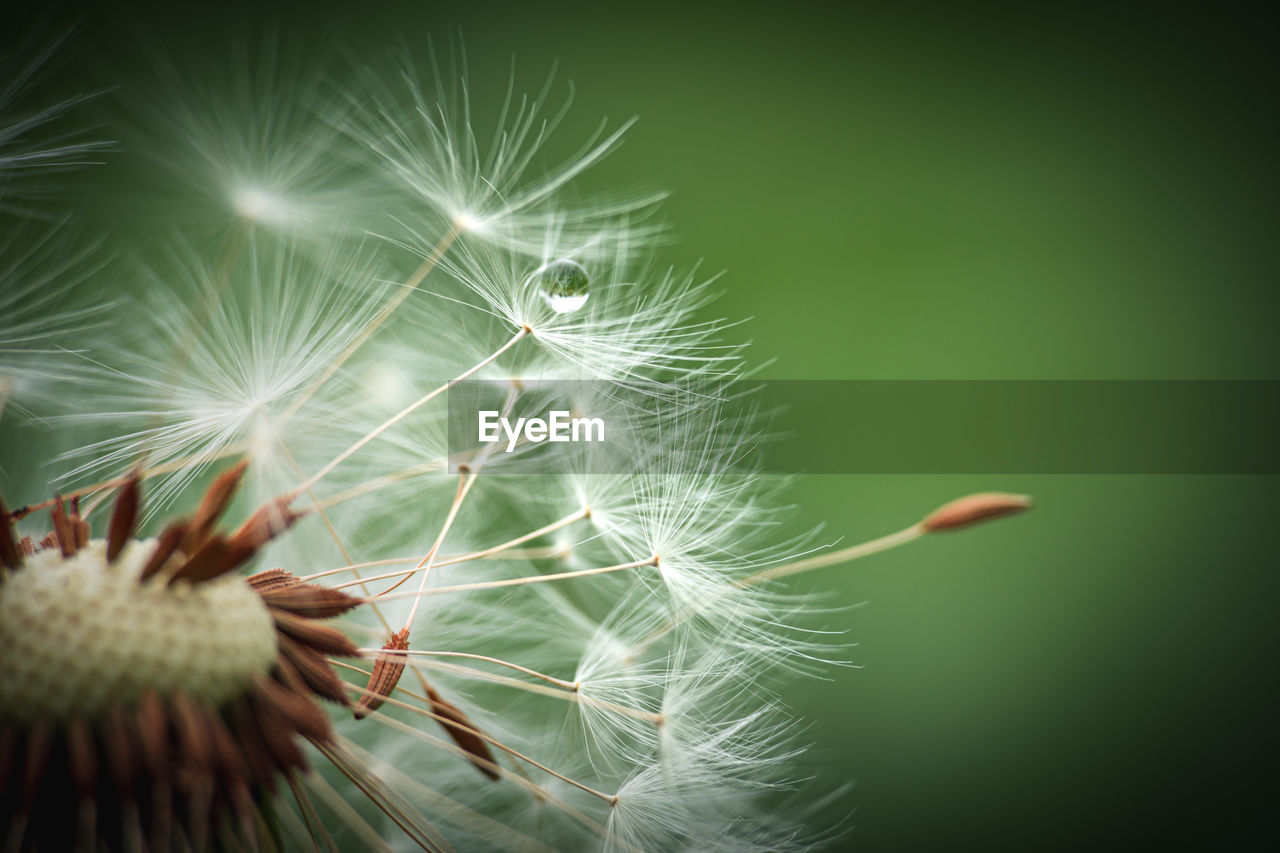 Close-up of dandelion on plant