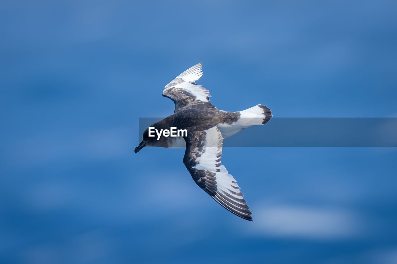 animal themes, animal, bird, animal wildlife, flying, wildlife, one animal, gull, seabird, spread wings, animal body part, bird of prey, mid-air, nature, sky, blue, motion, no people, seagull, wing, full length, outdoors, cloud, day, animal wing, beak, low angle view, copy space