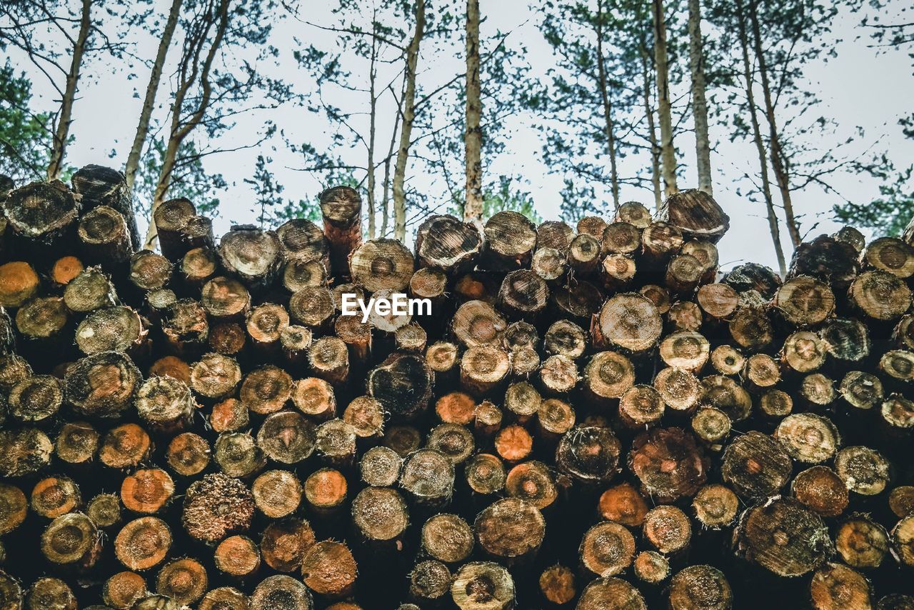 STACK OF LOGS IN THE FOREST