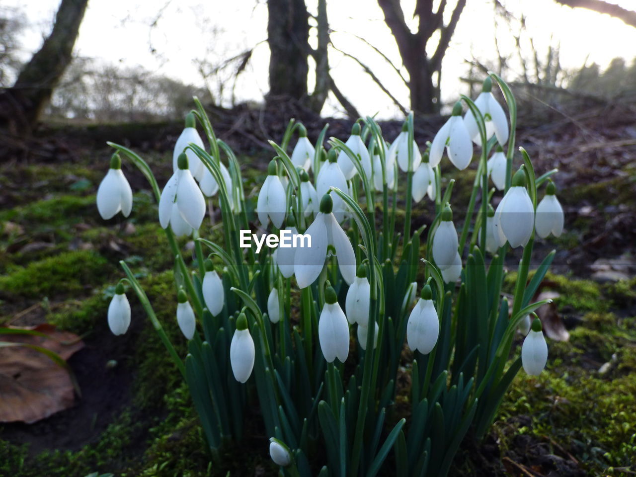 CLOSE-UP OF WHITE FLOWERS