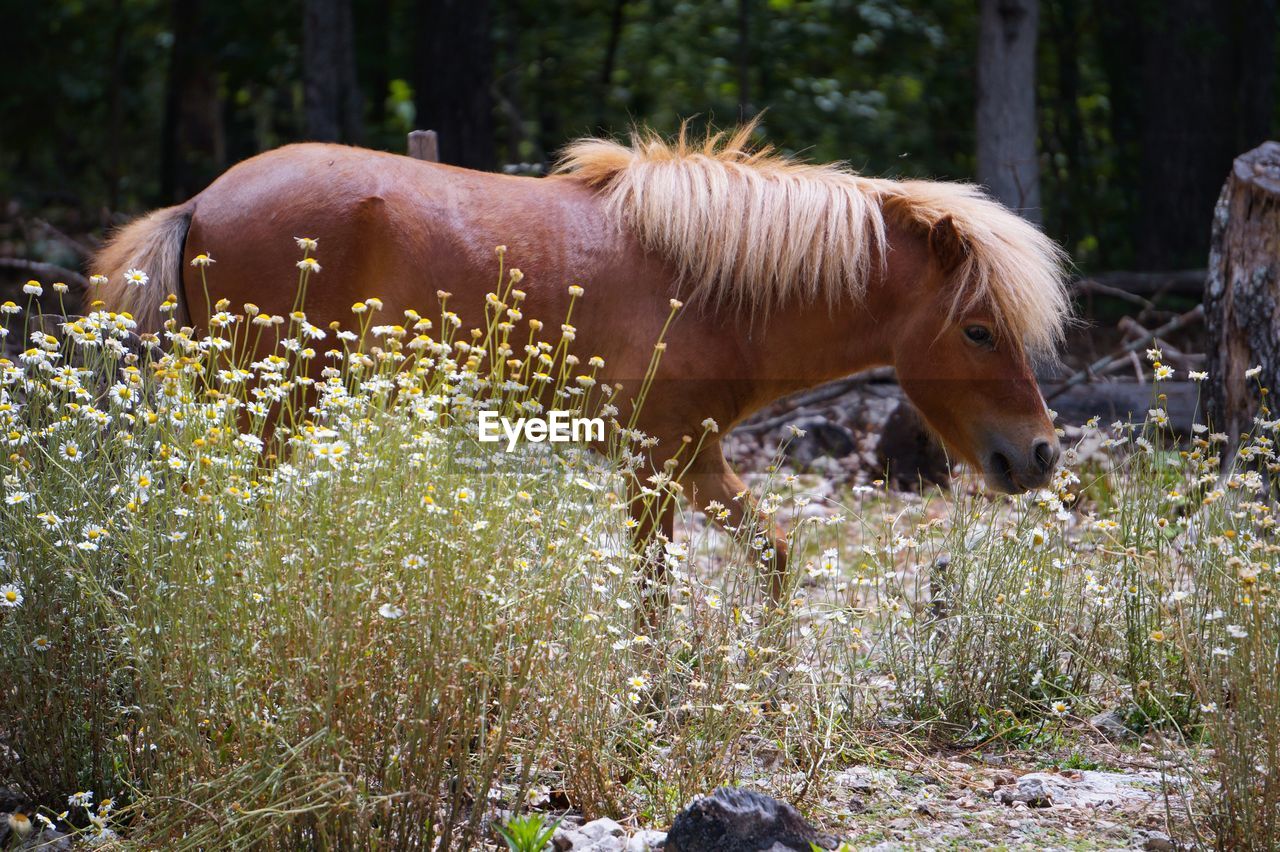 Horse standing on field