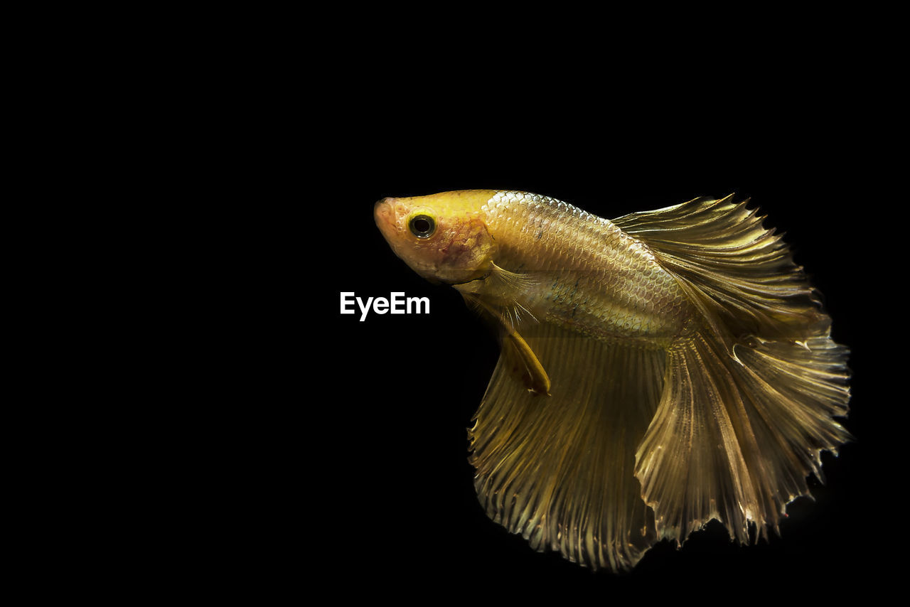 Close-up of siamese fighting fish undersea