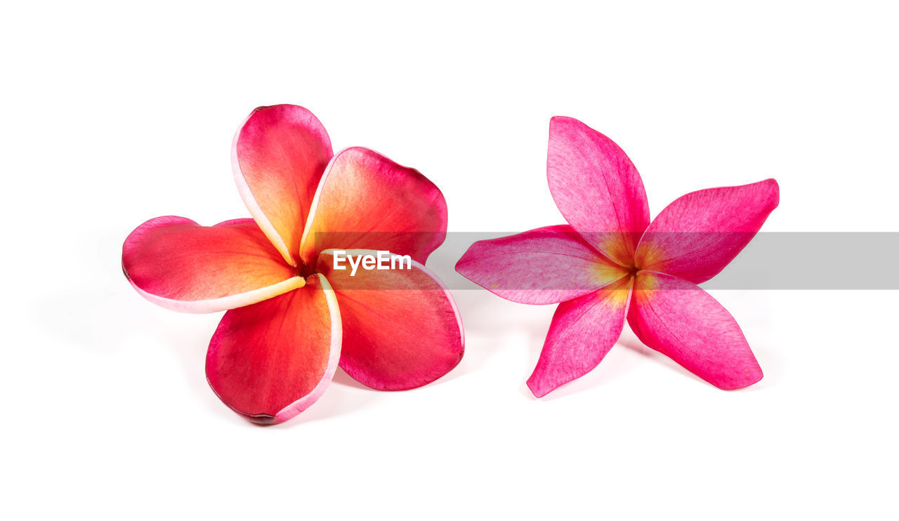 pink, petal, flower, freshness, cut out, white background, plant, flowering plant, beauty in nature, red, studio shot, nature, no people, close-up, magenta, indoors, frangipani, food and drink, group of objects, copy space