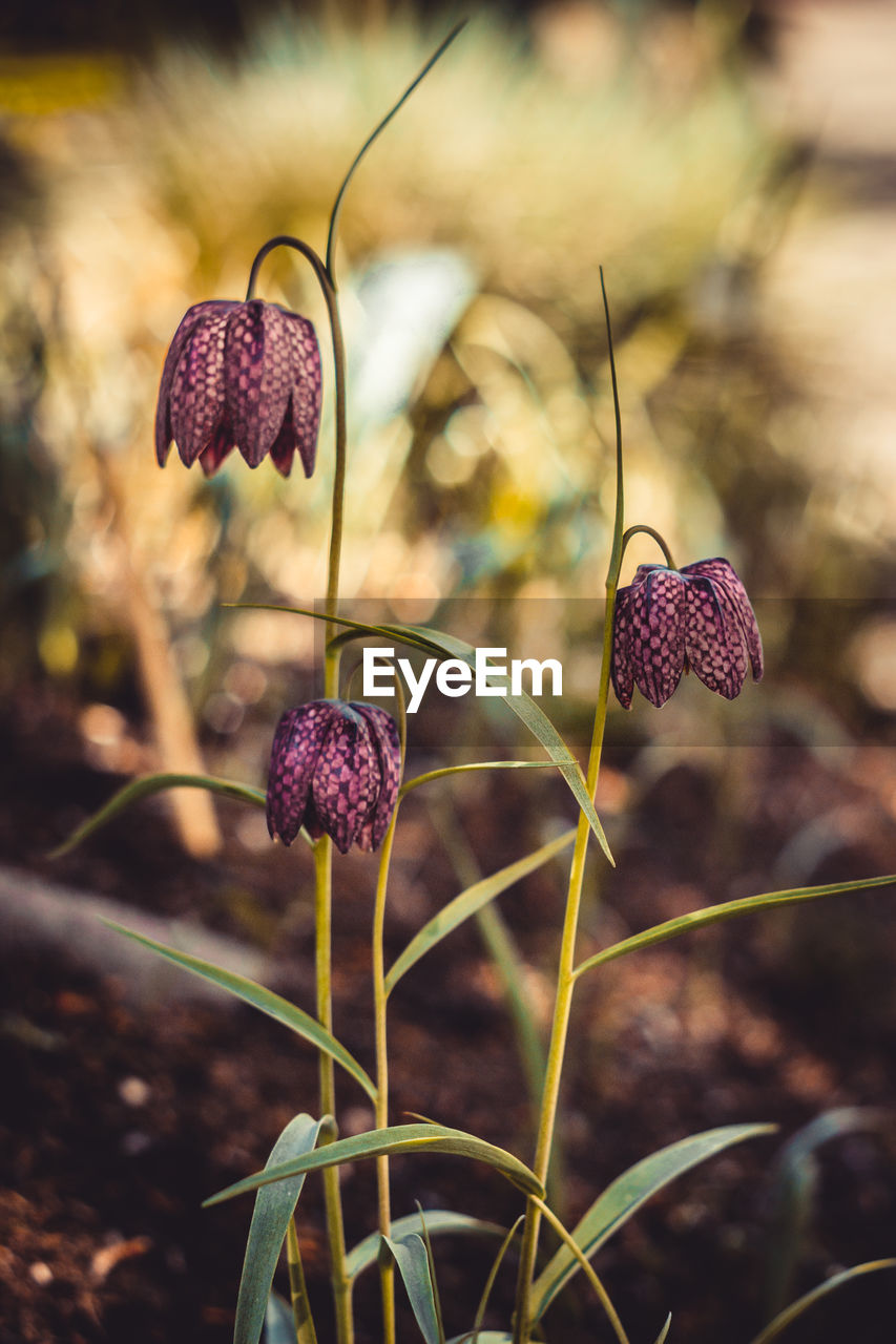 Close-up of purple flowering plant