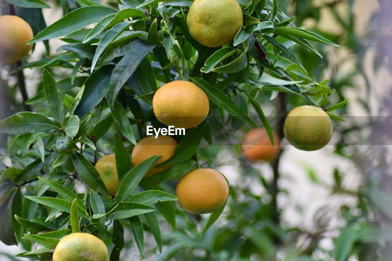 Fruits growing on tree