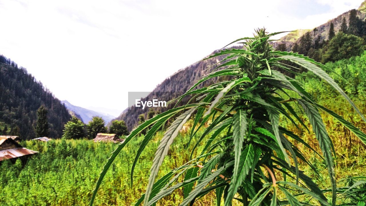 CLOSE-UP OF PLANTS GROWING IN FIELD