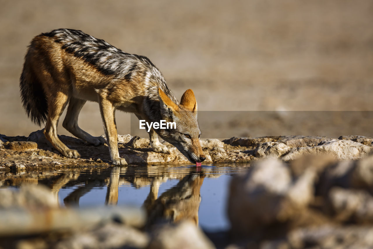 close-up of deer standing on rock