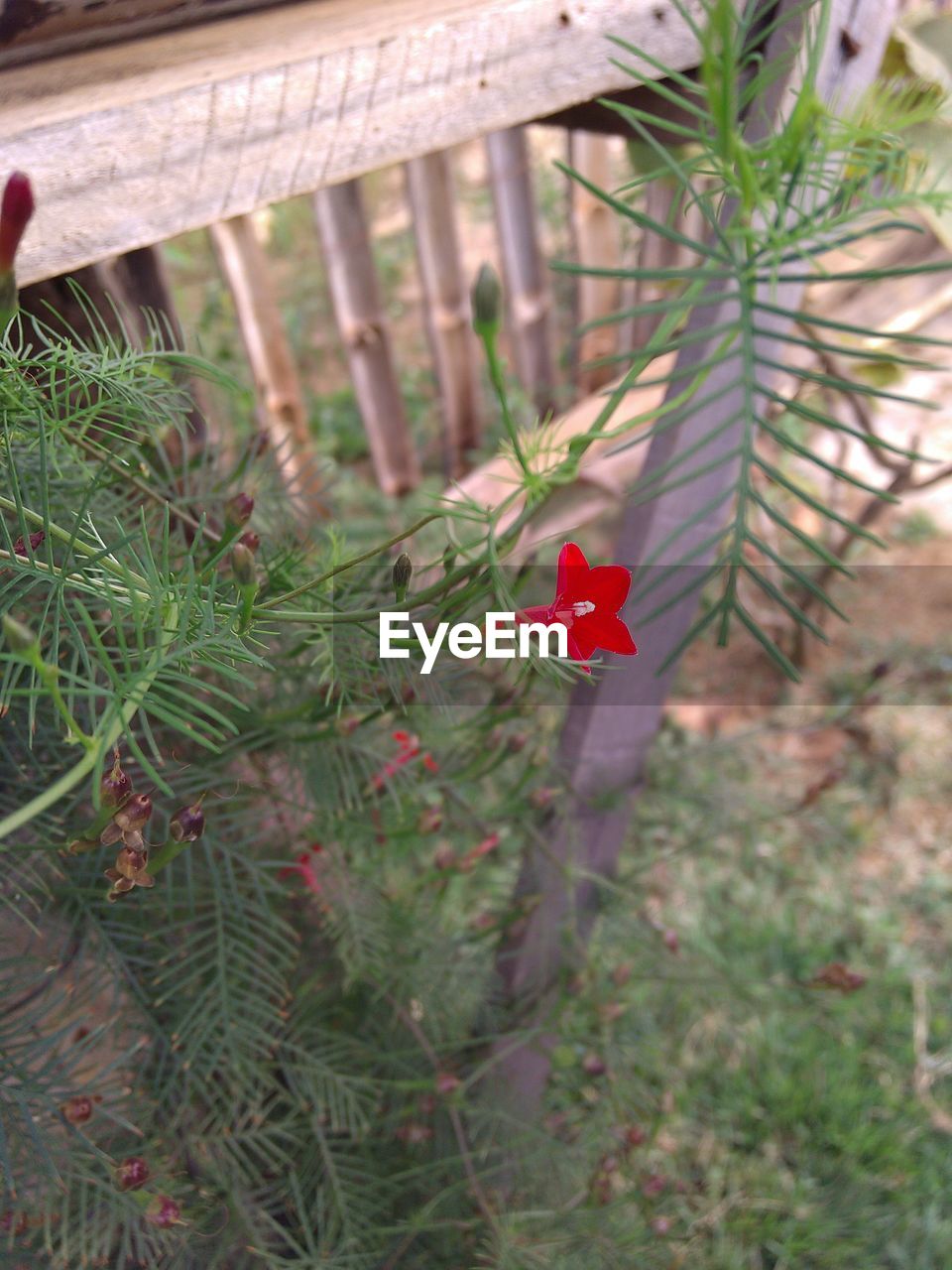 Close-up of plant against blurred background