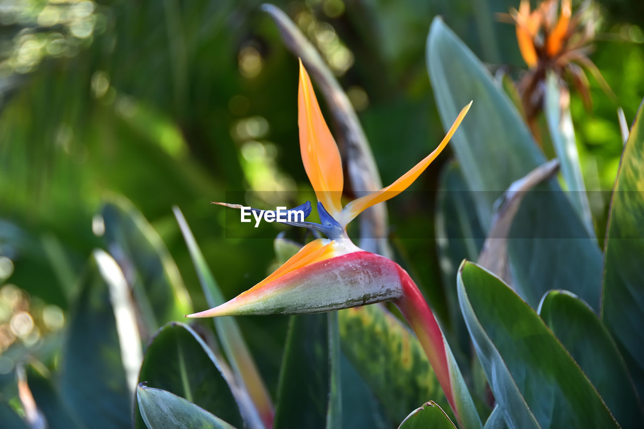 CLOSE-UP OF FLOWERING PLANT AGAINST WHITE WALL