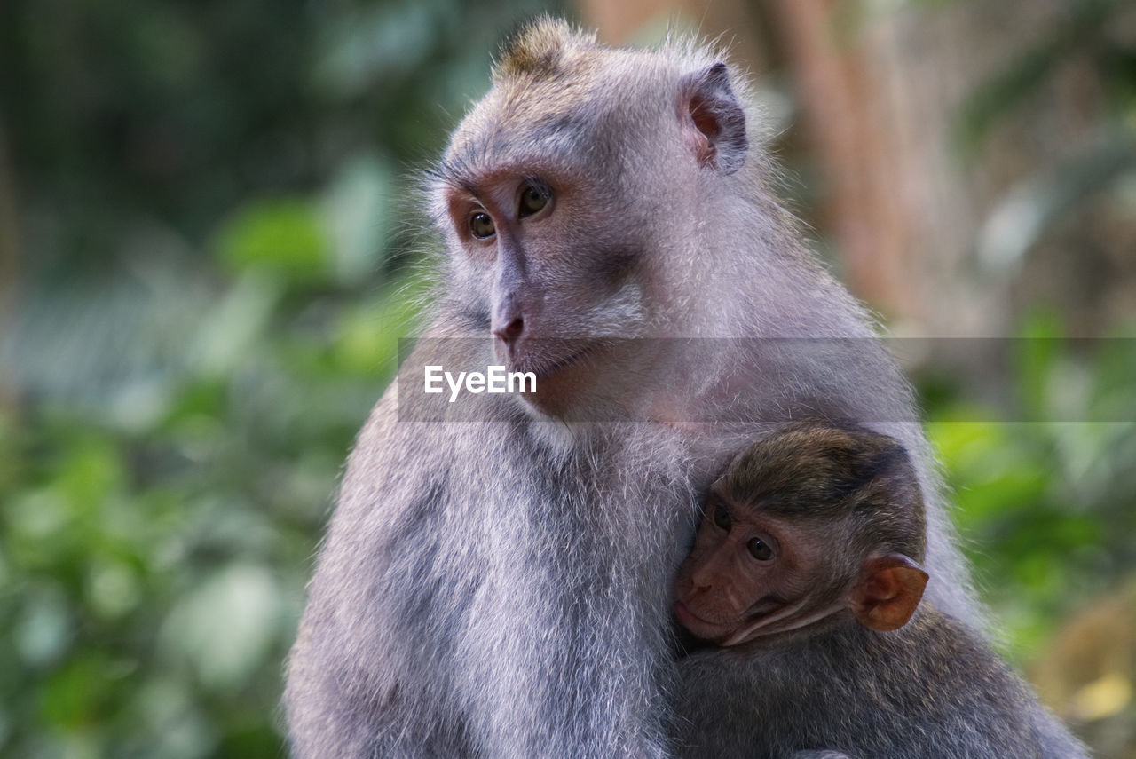 MONKEY LOOKING AWAY IN A ZOO