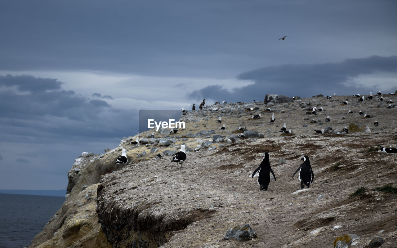 Birds on rock formation at magdalena island against sky