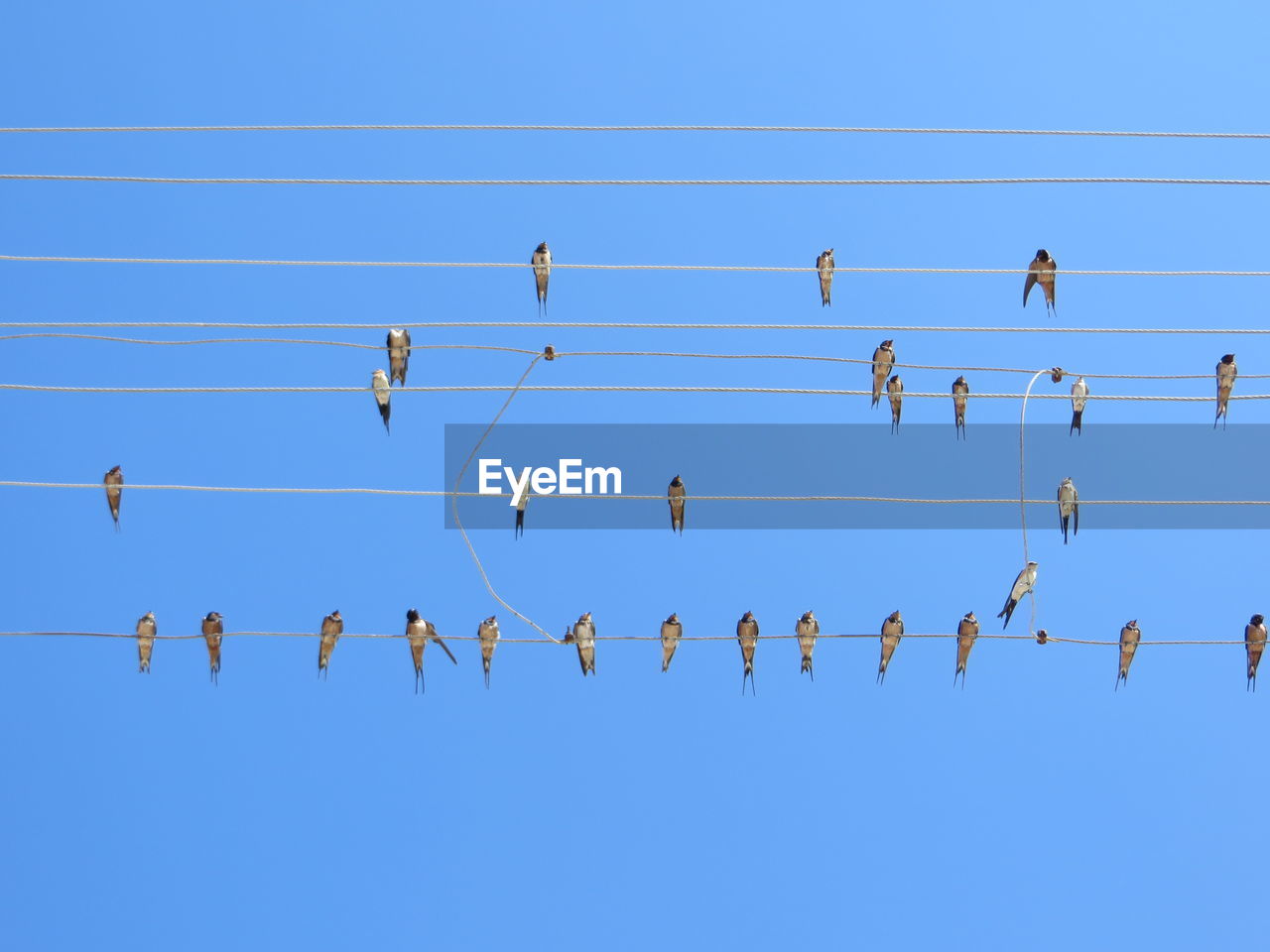 Low angle view of birds perching on power cables against clear blue sky