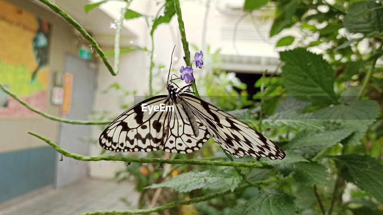 BUTTERFLY POLLINATING FLOWER